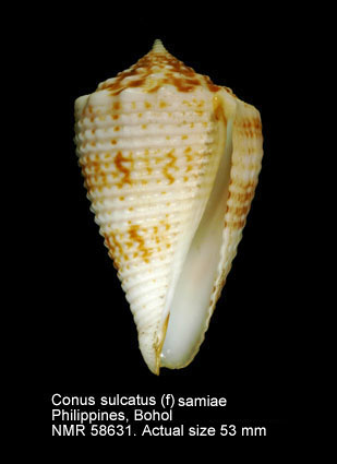 Conus sulcatus (f) samiae (2).jpg - Conus sulcatus (f) samiaeMotta,1982